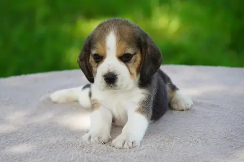 Beagle  Chiot N°7 Forgiveness American Dog