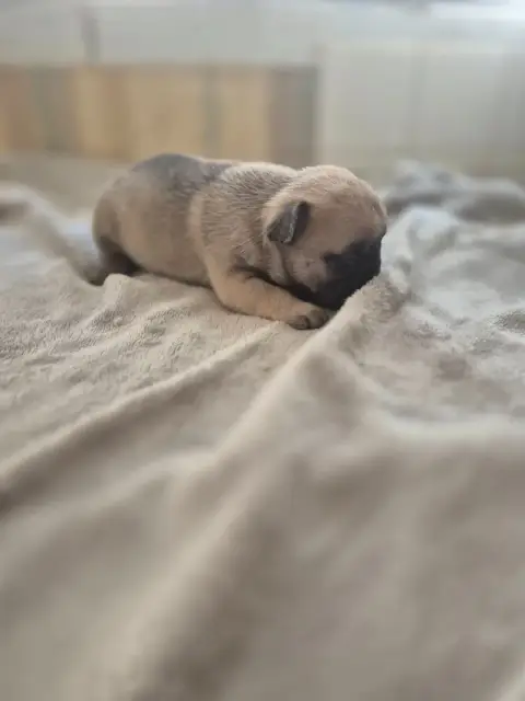 Bouledogue Français  Chiot N°3 Le Domaine D'Oscar