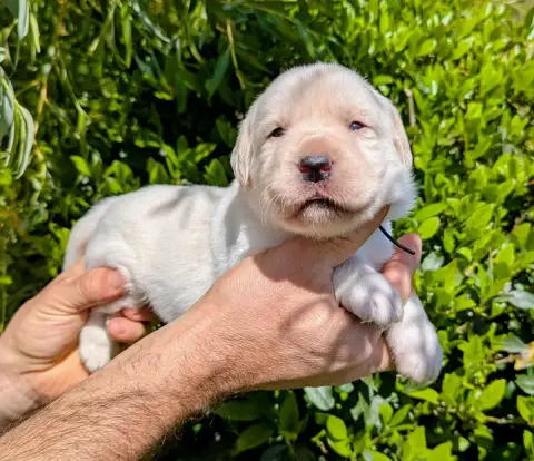 Labrador Retriever  Femelle Collier Noir Du Domaine C b37dc