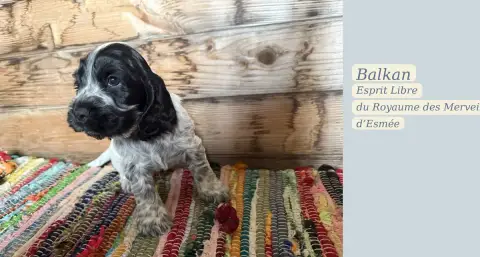 Cocker Spaniel Anglais  Balkan L'Esprit Libre Du Roya f2345