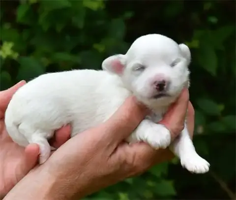 Coton De Tulear  Chiot N°3 De Dame Nature