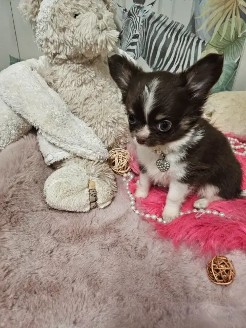 Chihuahua  Bijoux Du Hameau De Selcra