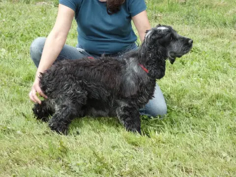 Cocker Spaniel Anglais  F2 Bleue Ar Ti Marellek photo 3