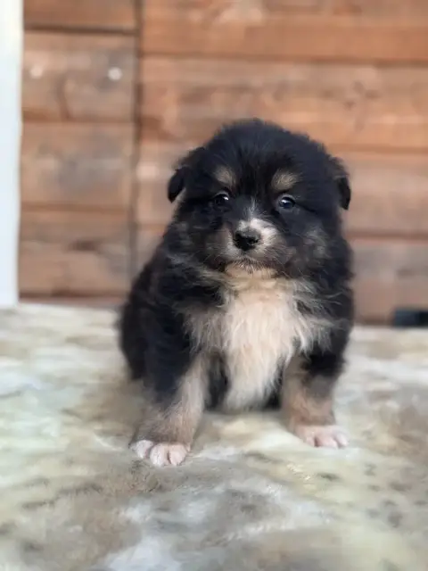 Berger Australien  Baby Maui Des Gardiens D'Hadès