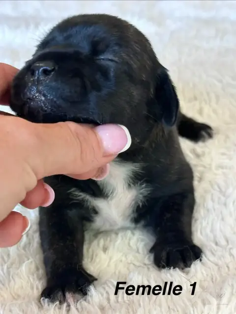 Staffordshire Bull Terrier  Chiot N°3 Du Royaume De B 5c4e2