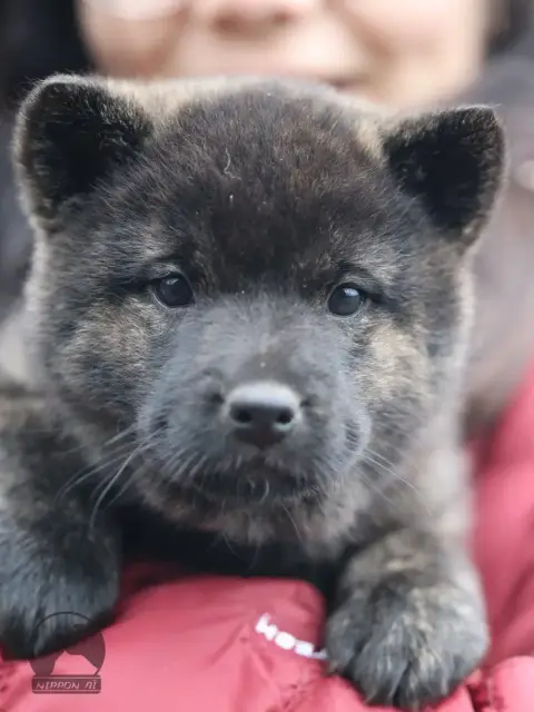 Kai photo 3
