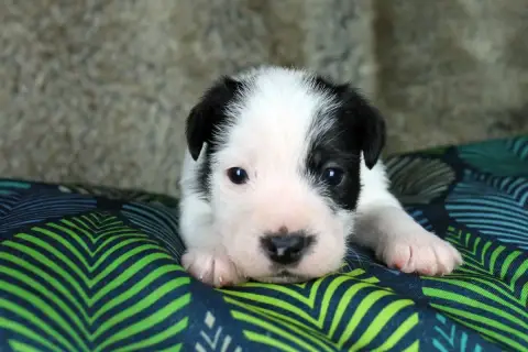 Parson Russell Terrier  Chiot 4 Des Very Important Pa f4d66 photo 2