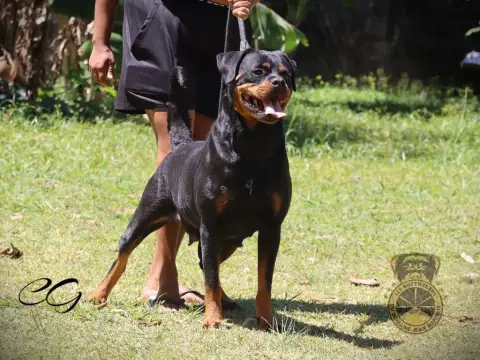 Rottweiler  Rose Du Valhalla Des Anges Noirs photo 3