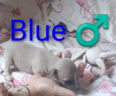 Whippet  Blue Hakuna'Matata Kipepeo photo 3