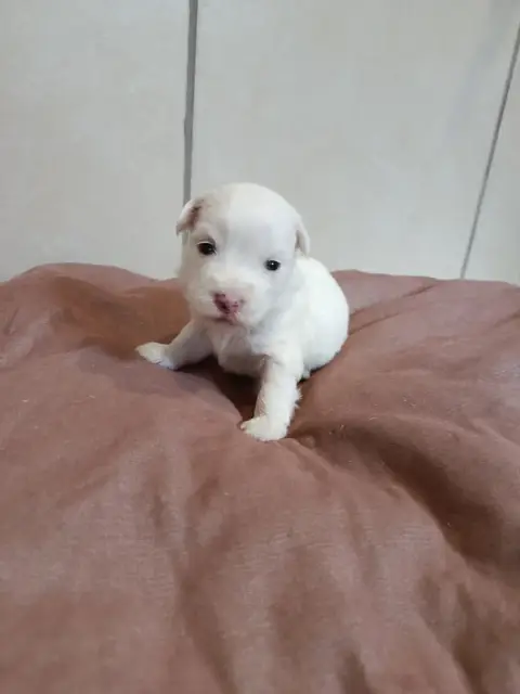 Coton De Tulear  Bleu Du Haut De Champfleury