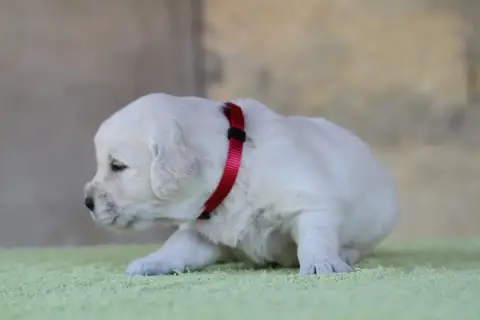 Golden Retriever photo 2