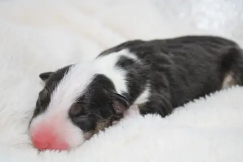 Bull Terrier Miniature  Chiot N°4 De L'Eternel De Gay ce5ee photo 3