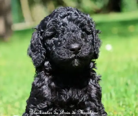 Caniche  Blackwater Du Bois De Morchène photo 2