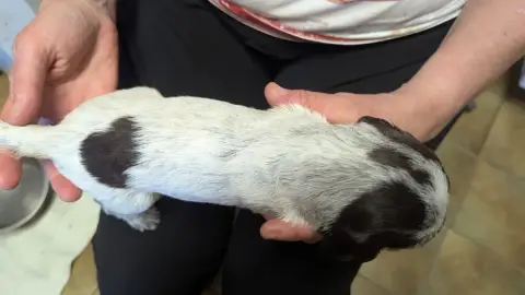 Griffon D'Arrêt À Poil Dur Korthals  Chiot N°8 De La  84970