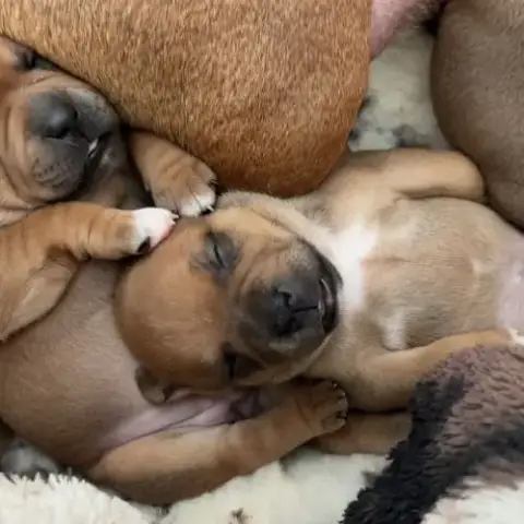 Staffie Chiot