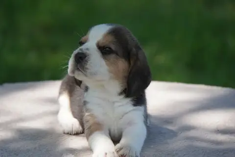 Beagle  Chiot N°4 Forgiveness American Dog photo 3