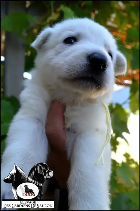 Berger Blanc Suisse