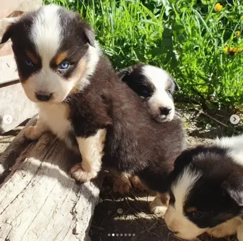 Berger Australien  Chiot N°1 -