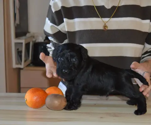 Schnauzer Miniature  Chiot 6 De Tierra Lemi photo 2