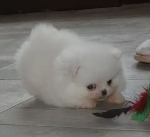 Spitz Allemand  Belle Des Ptits Dragons De Cupidon