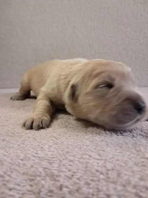 Golden Retriever  Bagherra Du Royaume D'Helfy