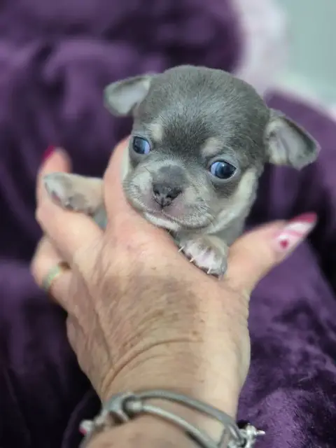 Chihuahua  Bonita Des Petits Diamants Précieux photo 2