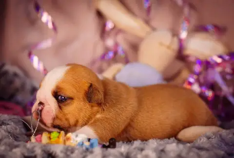 Bulldog Anglais  Born To Be Strong De La Lune Sombre 7eed2 photo 3