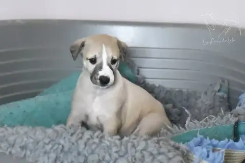 Whippet  Birdy Des Rêves De Lilou
