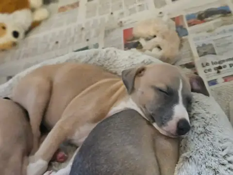 Whippet  Balto Du Cèdre Enchanté