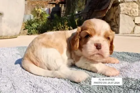 Cavalier King Charles Spaniel 
                       3cd87 photo 2