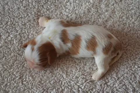 Cavalier King Charles Spaniel  B....... photo 2