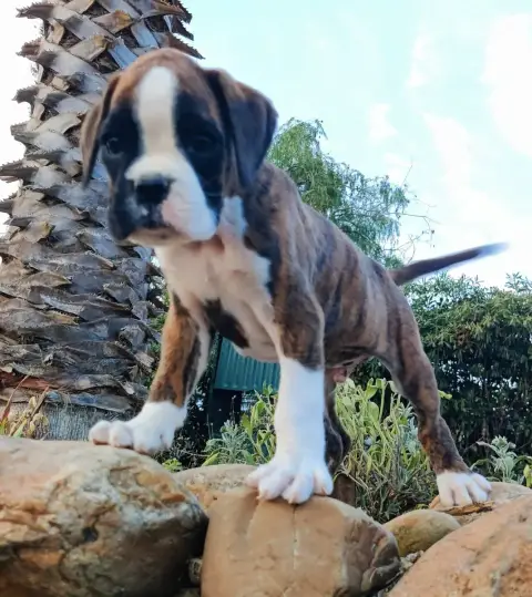 Adopter Boxer 
                        Bombo Des Felicuncan fece8