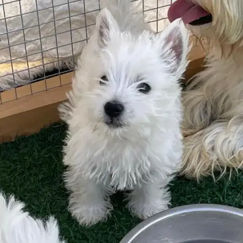 West Highland White Terrier  Billy