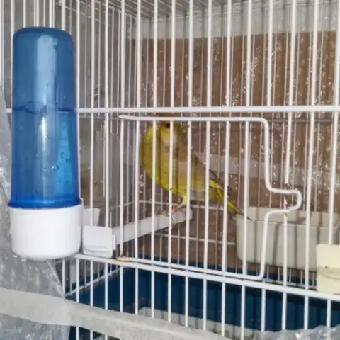 Canaris Verdier De Mutation