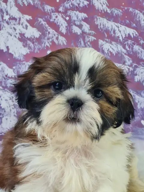 Shih Tzu  Aldo Du Mont De La Chenaie