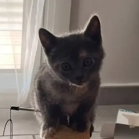 Chat Bibou À L Adoption
