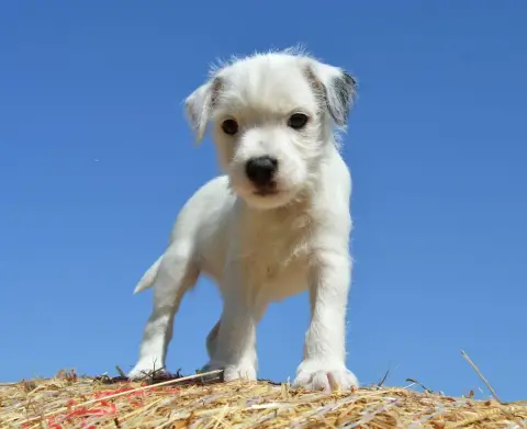 Adopter Parson Russell Terrier 
                        Black af1f8