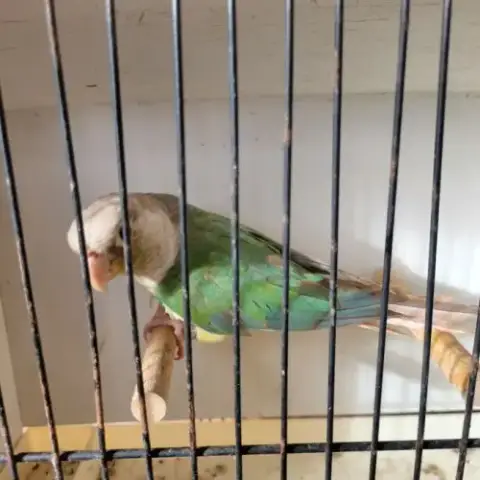 Jeune Mâle Conure Molina