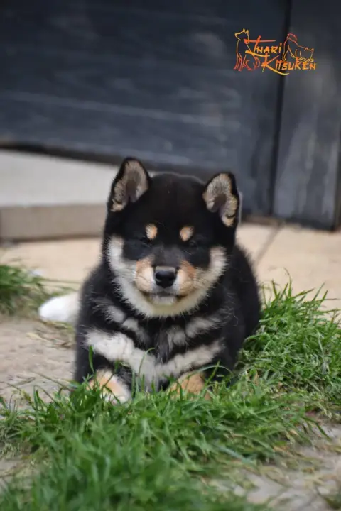 Shiba  Toji Go Inari Kitsuken photo 3