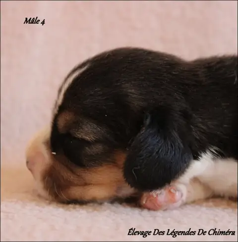 Beagle photo 2
