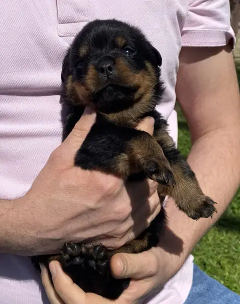 Rottweiler