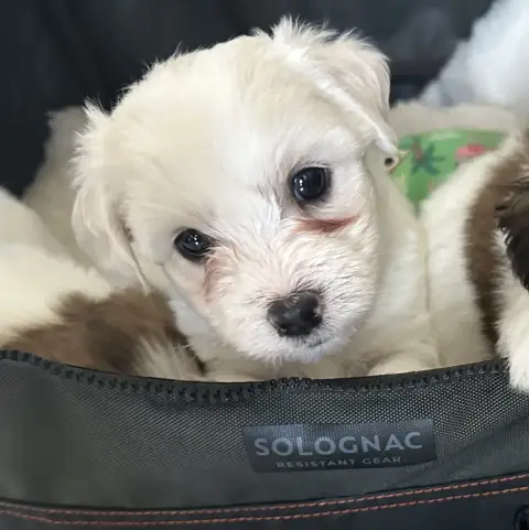 Coton De Tulear  Bodum Des Filles De L'Etang