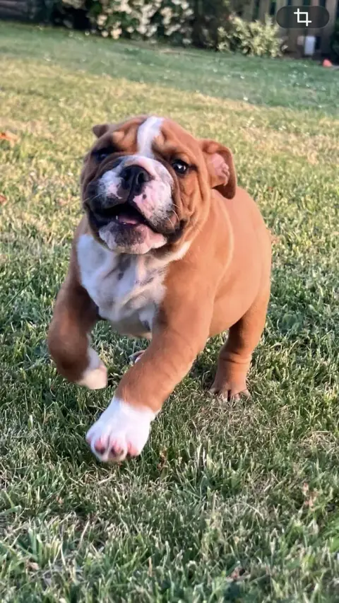 Bulldog Anglais  Balzac Du Royaume De Goban photo 2