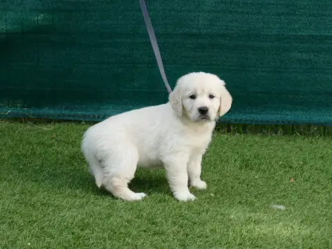 Golden Retriever photo 2