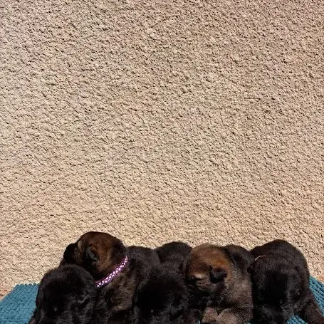 Chiot Berger Allemand Travail Lof