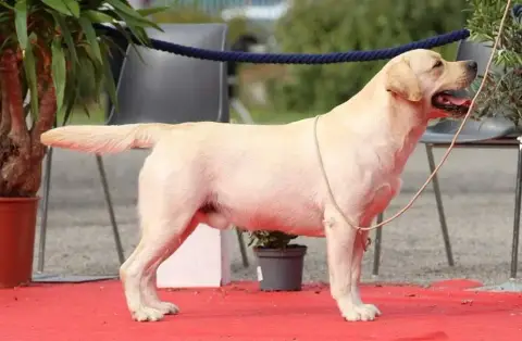 Labrador Retriever  Collier Rose Du Gardien Des Aulno b4257 photo 2