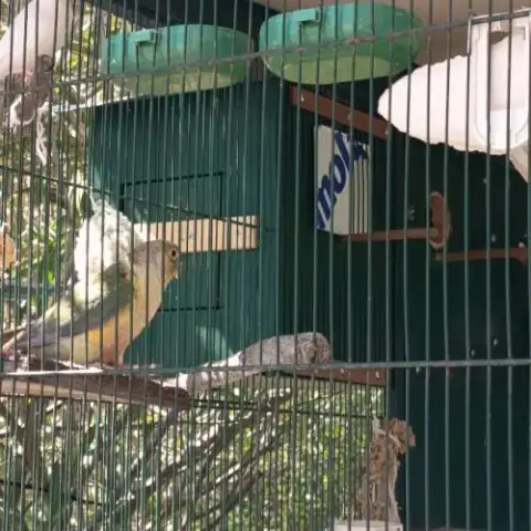 Couple De Conures Turquoise
