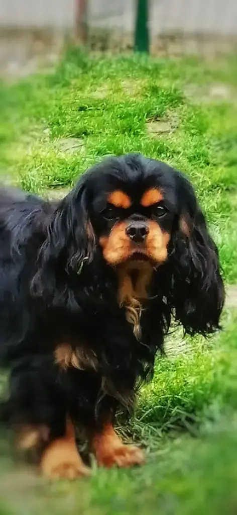 Cavalier King Charles Spaniel  Ruby Du Castel Des Pet b37b1 photo 3