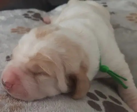 Basset Hound  Collier Vert Du Domaine Du Bois Dore