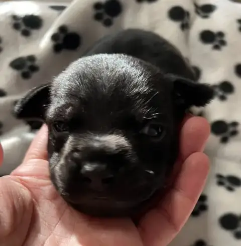 Staffordshire Bull Terrier  Noir De L'Aube Lyonnaise a7bf6